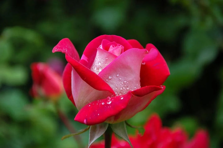 Pink Red Rose Flower Seeds for Planting – Heirloom Non-GMO High Germination Organic Garden Seeds