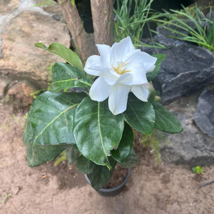 Green White Gardenia Flower seeds for Planting – Sun Loving Heirloom Non-GMO Organic Garden Seeds