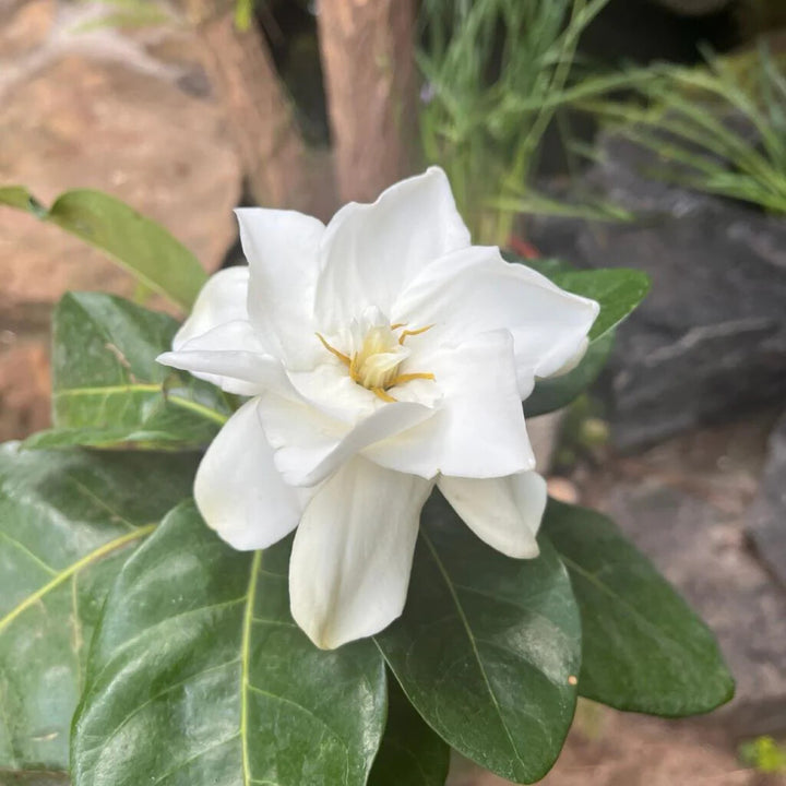 White Jasminoides Flower Seeds for Planting – Heirloom Non-GMO, High Germination Organic Garden Seeds