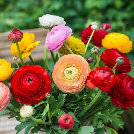 Mixed Ranunculus Flower Seeds for Planting – Sun Loving, Heirloom, Non-GMO, High Germination Mix