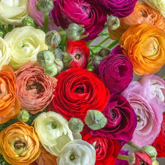 Mixed Ranunculus Flower Seeds for Planting – Sun Loving, Heirloom, Non-GMO, High Germination Mix