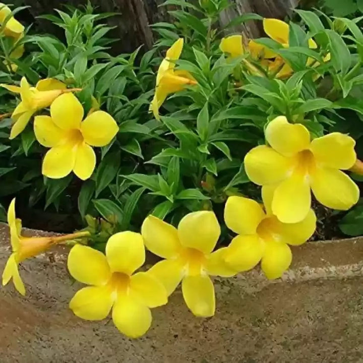 Yellow Mandevilla Flower Seeds for Planting – Cottage Garden Essential, Heirloom &amp; Non-GMO Seeds