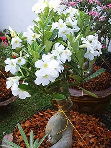 White Adenium Obesum Seeds Flower Seeds for Planting – Garden Favorite, Heirloom &amp; Non-GMO Home Garden