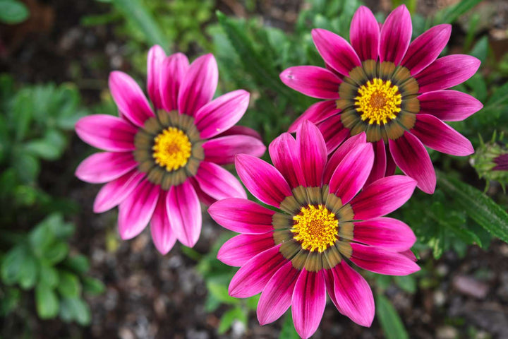 Pink Gazania Rigens Flower Seeds for Planting – Heirloom Non-GMO, High Germination Organic Garden Seeds