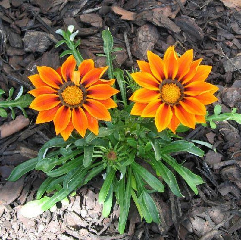 Orange Gazania Flower Seeds for Planting – Heirloom, Non-GMO, High Germination Organic Garden Seeds