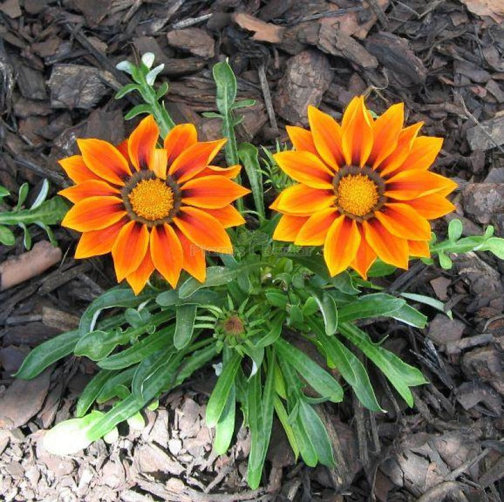 Orange Gazania Flower Seeds for Planting – Heirloom, Non-GMO, High Germination Organic Garden Seeds