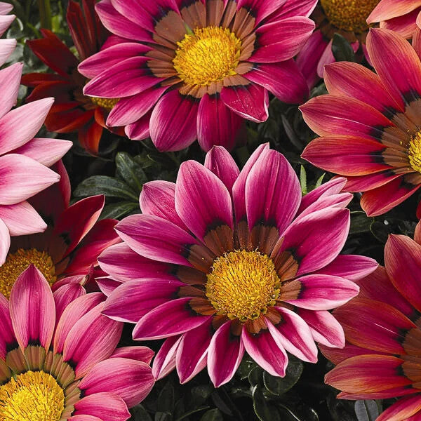Gazania Pink Flower Seeds for Planting – Heirloom Non-GMO, High Germination Organic Garden Seeds