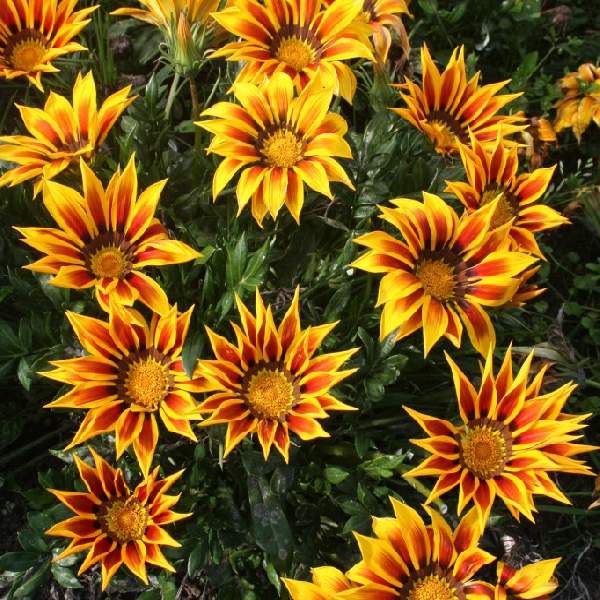 Yellow Red Gazania Rigens Flower Seeds for Planting – Heirloom Non-GMO, High Germination Organic Garden Seeds
