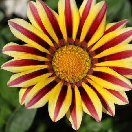 Yellow Red Gazania Flower Seeds for Planting – Heirloom Non-GMO High Germination Organic Garden Seeds