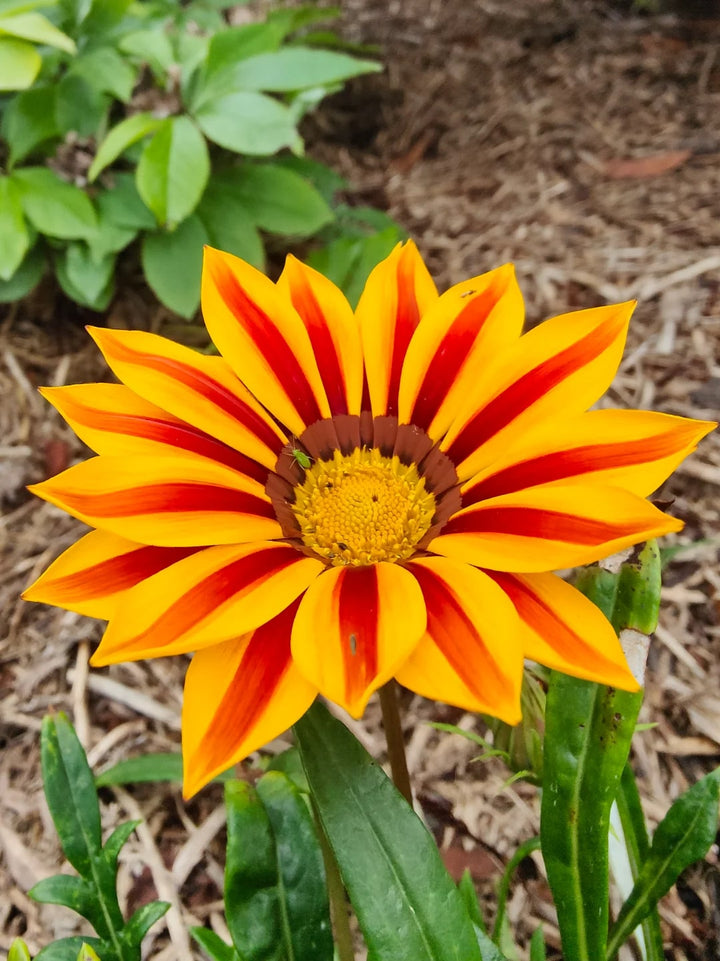 Yellow Maroon Gazania Flower Seeds for Planting – Compact Growth, Heirloom, Non-GMO, High Germination Organic Garden Seeds