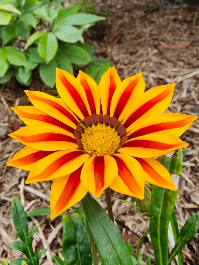 Red Yellow Gazania Flower Seeds for Planting – Heirloom, Non-GMO, Compact Growth, High Germination