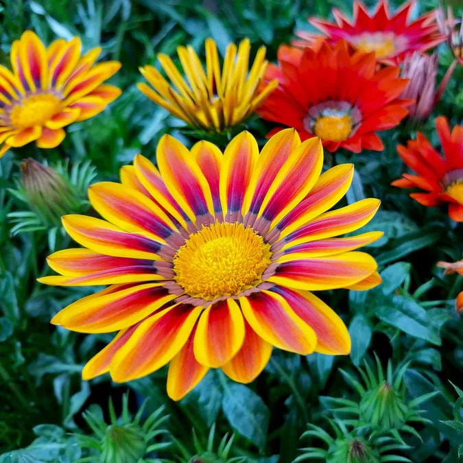 Multi-Color Gazania Flower Seeds for Planting – Heirloom, Non-GMO, Vibrant, High Germination Seeds
