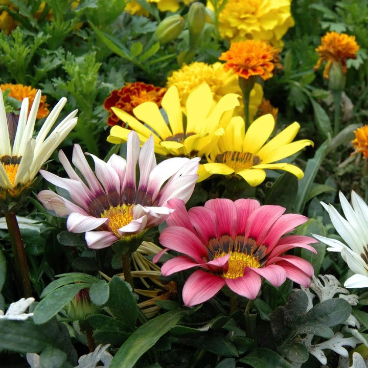 Mixed Colour Gazania Flower Seeds for Planting – Heirloom, Non-GMO, High Germination Organic Garden Seeds