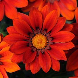 Gazania Flower Seeds for Planting Dark Red – Fragrant Blossoms, Heirloom, Non-GMO, High Germination Organic Garden Seeds