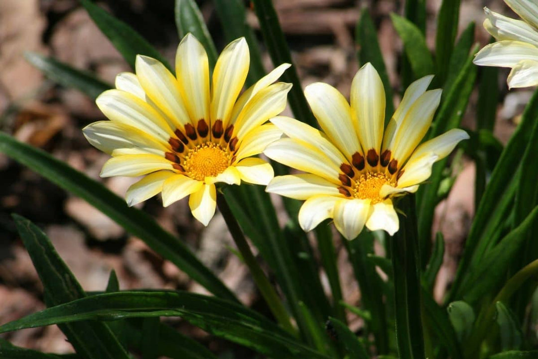 White Yellow Gazania Flower Seeds for Planting – Heirloom, Non-GMO, High Germination Organic Garden Seeds