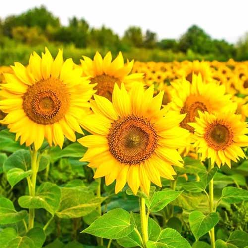 Sunflower Seeds for Planting – Hardy Heirloom Non-GMO Variety | High Germination Organic Garden Seeds