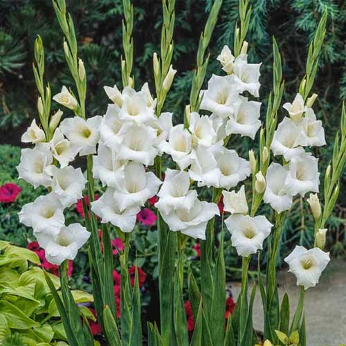 White Gladiolus Flower Seeds for Planting – Heirloom, Non-GMO, Wildflower Mix, High Germination