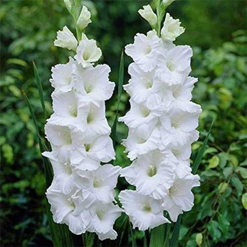 White Gladiolus Flower Seeds for Planting – Heirloom, Non-GMO, High Germination Garden Seeds