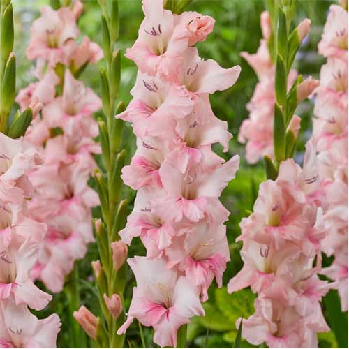 Baby Pink Gladiolus Flower Seeds for Planting – Heirloom, Non-GMO, High Germination Organic Garden Seeds