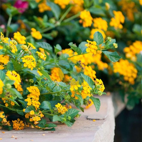 Light Yellow Lantana Flower Seeds for Planting – Garden Favorite, Heirloom, Non-GMO Seeds for Home Garden