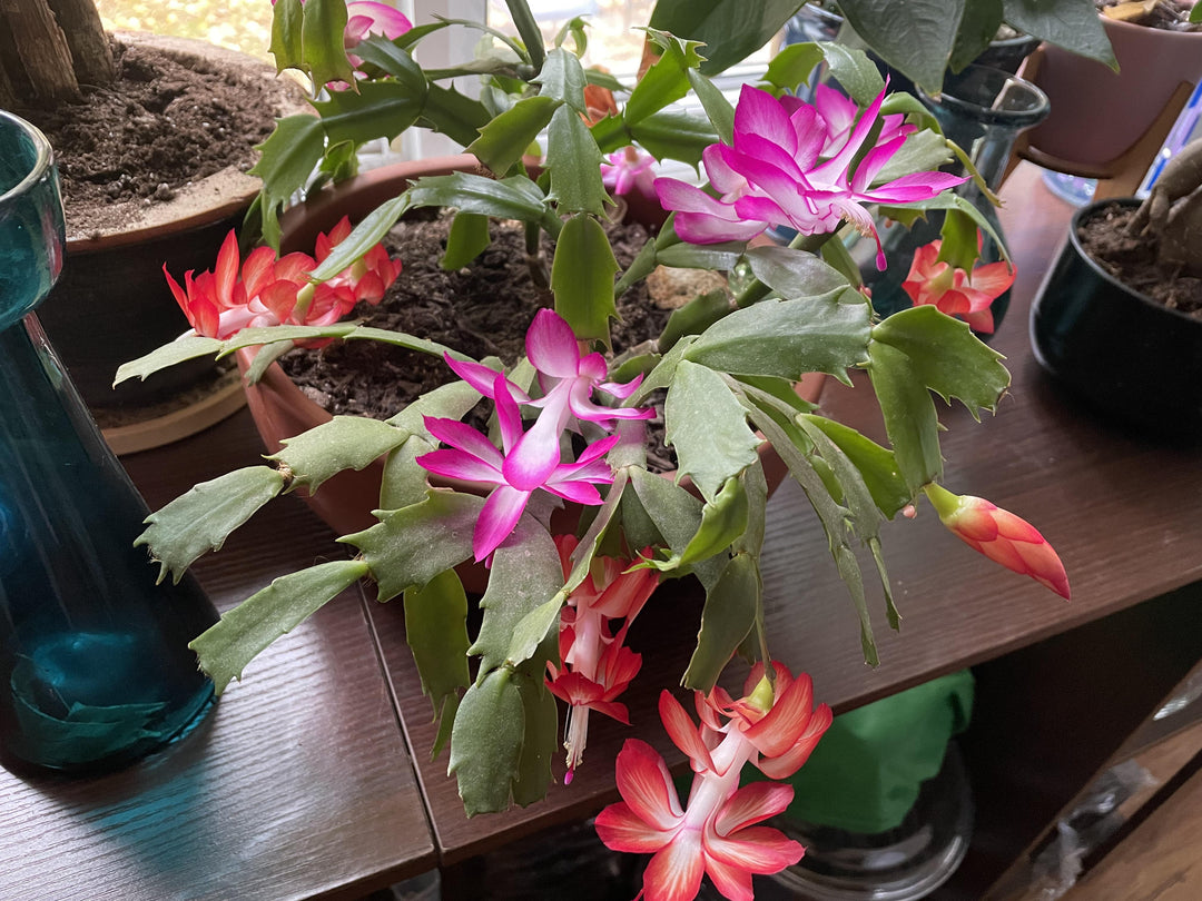 Multi-Coloured Schlumbergera Seeds – Heirloom, Non-GMO, High Germination Seeds for Planting