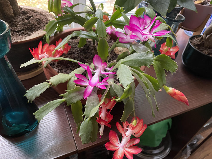 Multi-Coloured Schlumbergera Seeds – Heirloom, Non-GMO, High Germination Seeds for Planting