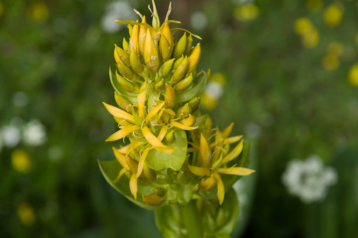 Yellow Gentian Flower seeds for Planting - Shade Tolerant, Heirloom & GMO Free Seeds for Home Garden | Non-GMO