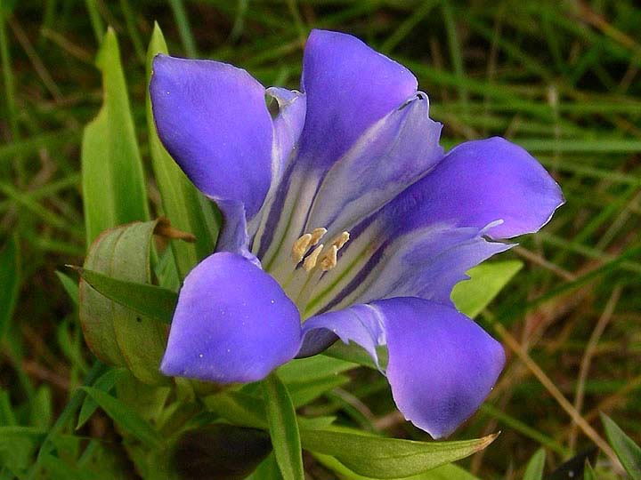 Purple Gentian Flower Seeds for Planting – Heirloom, Non-GMO, Fragrant High Germination Variety