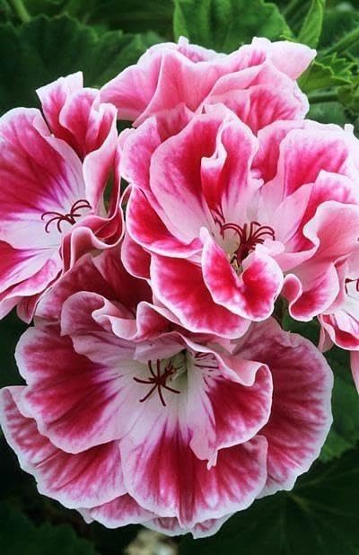 White Maroon Red Geranium Flower Seeds for Planting – Heirloom, Non-GMO, High Germination Organic Garden Seeds for Borders