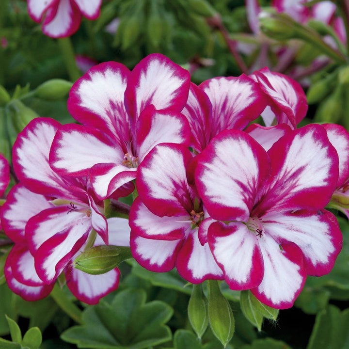 White Maroon Red Geranium Flower Seeds for Planting – Heirloom, Non-GMO, High Germination Organic Garden Seeds for Borders