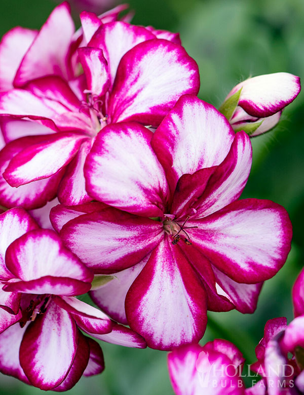 White Maroon Red Geranium Flower Seeds for Planting – Heirloom, Non-GMO, High Germination Organic Garden Seeds for Borders