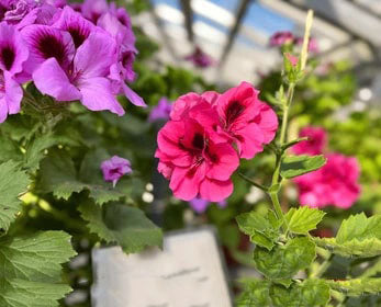 Pink Maroon Pelargonium Flower Seeds for Planting – Heirloom, Non-GMO Wildflower Mix, High Germination