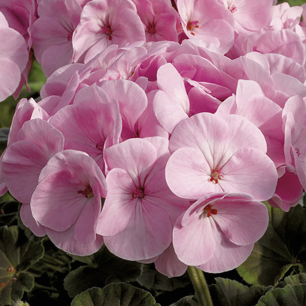 Light Pink Pelargonium Flower Seeds for Planting – Heirloom, Non-GMO, High Germination Blooms