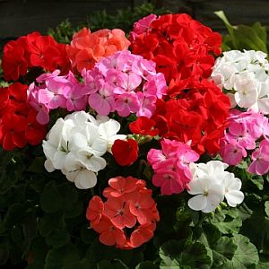 Geranium Flower Seeds for Planting – Vibrant Colors, Heirloom &amp; Non-GMO Organic Garden Seeds