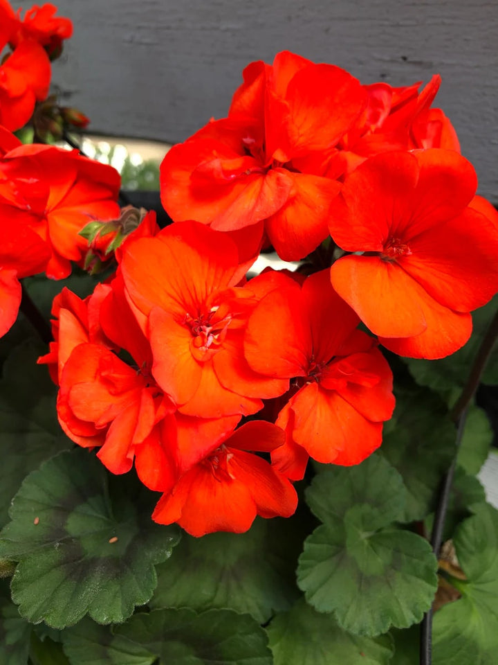 Orange Red Geranium Flower Seeds for Planting – Heirloom, Non-GMO, High Germination Organic Garden Seeds