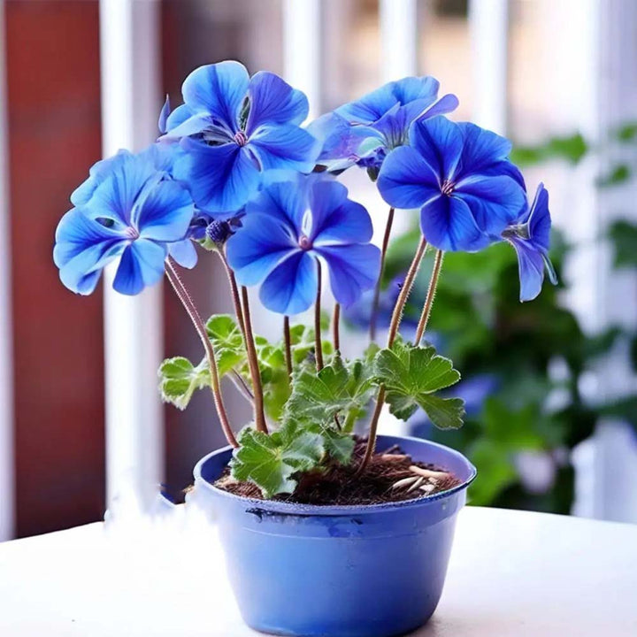 Blue Mix Geranium Pelargonium Flower Seeds for Planting – Heirloom, Non-GMO, Sun Loving, High Germination