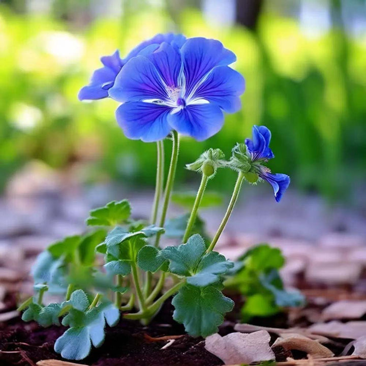 Blue Mix Geranium Pelargonium Flower Seeds for Planting – Heirloom, Non-GMO, Sun Loving, High Germination