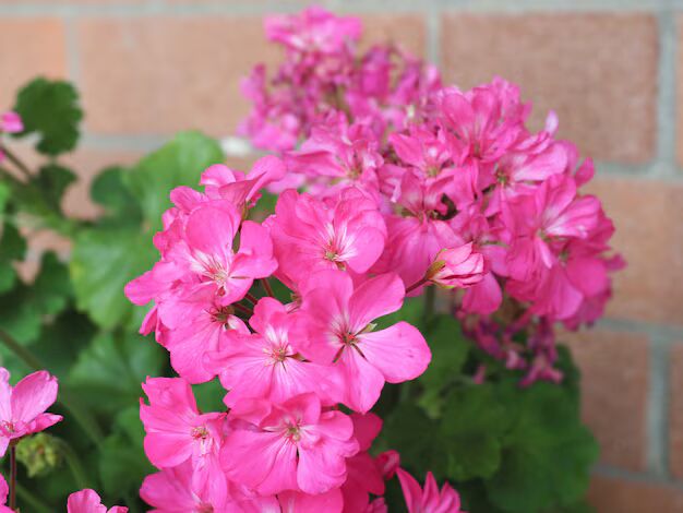 Geranium Flores Flower Seeds for Planting Pink – Drought Tolerant, Heirloom, Non-GMO, High Germination Organic Seeds