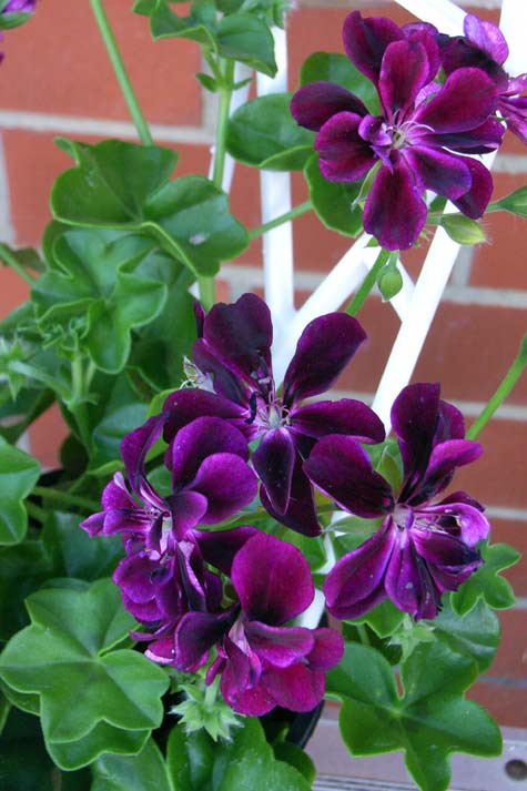 Purple Climbing Geranium Flower Seeds for Planting – Heirloom, Non-GMO, High Germination Organic Garden Seeds