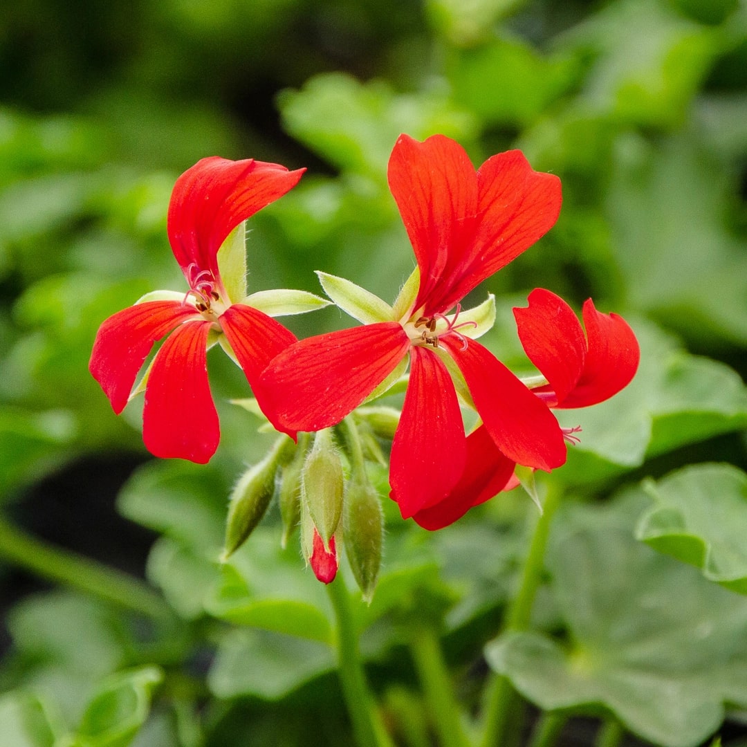 Pelargonium Peltatum Flower Seeds for Planting – Heirloom, Non-GMO, High Germination