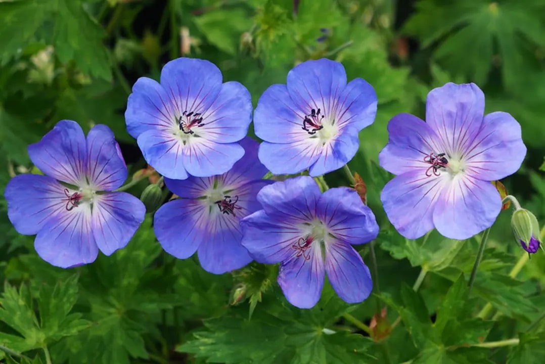 Light Blue Geranium Flower Seeds for Planting – Pollinator Friendly, Heirloom, Non-GMO, High Germination Organic Garden Seeds