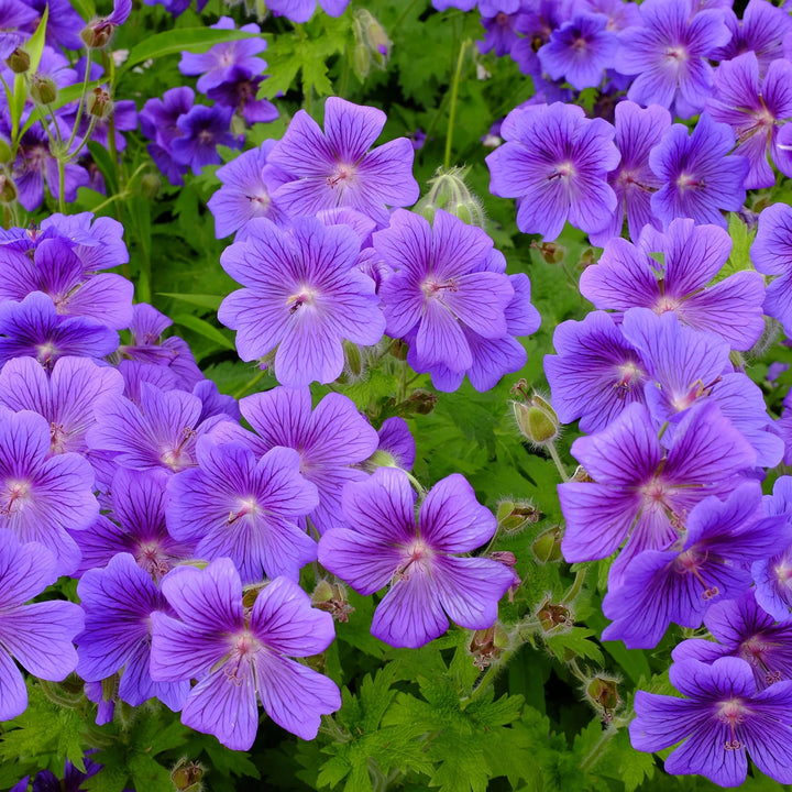 Violet Geranium Pelargonium Flower Seeds for Planting – Heirloom, Non-GMO, High Germination Organic Garden Seeds