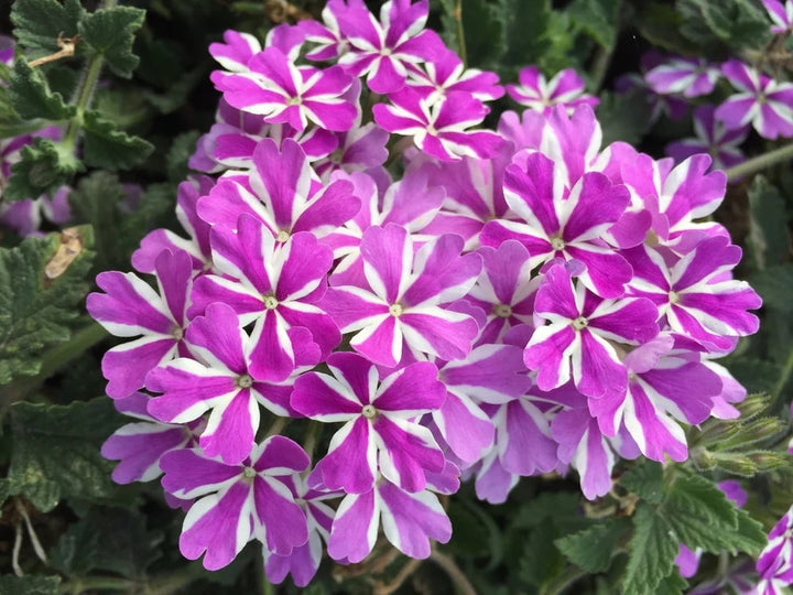 Violet White Geraniums Flower Seeds for Planting – Heirloom, Non-GMO, Shade Tolerant, High Germination