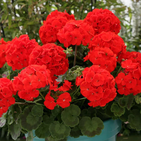 Flower Seeds, Seeds,Seeds For Planting,Plant Seeds