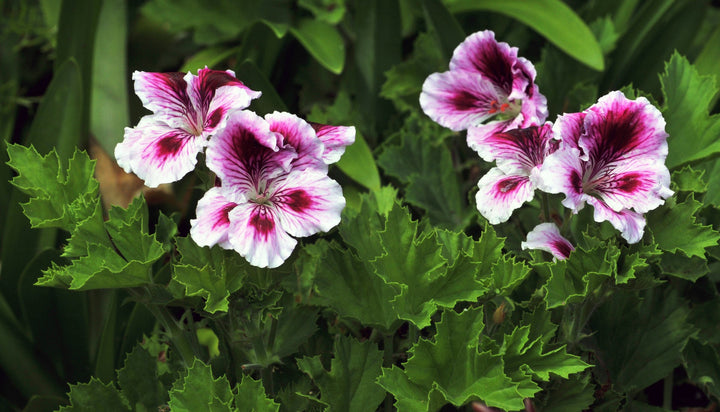 White Violet Geranium Flower Seeds for Planting – Heirloom, Non-GMO, High Germination, Organic Garden Seeds