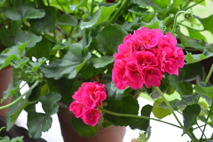 Geranium Pink Flower Seeds for Planting – Heirloom, Non-GMO, High Germination Organic Garden Seeds
