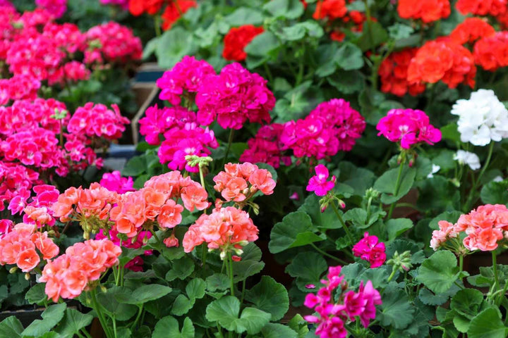 Mixed Geranium Flores Flower Seeds for Planting – Heirloom, Non-GMO, Pollinator Friendly, High Germination