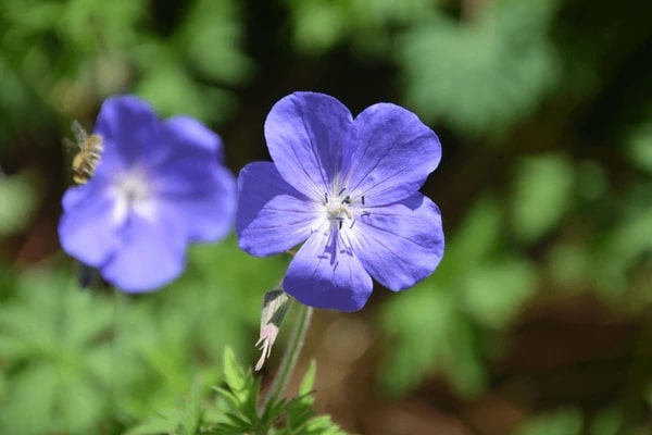 Light Blue Geranium Flower Seeds for Planting – Pollinator Friendly, Heirloom, Non-GMO, High Germination Organic Garden Seeds