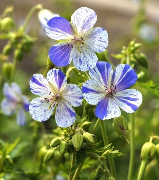 Blue Mix Pelargonium Peltatum Flower Seeds for Planting – Heirloom, Non-GMO, High Germination Cut Flower Variety