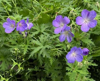 Purple Geranium Pelargonium Flower Seeds for Planting – Heirloom, Non-GMO, Vibrant, High Germination Seeds